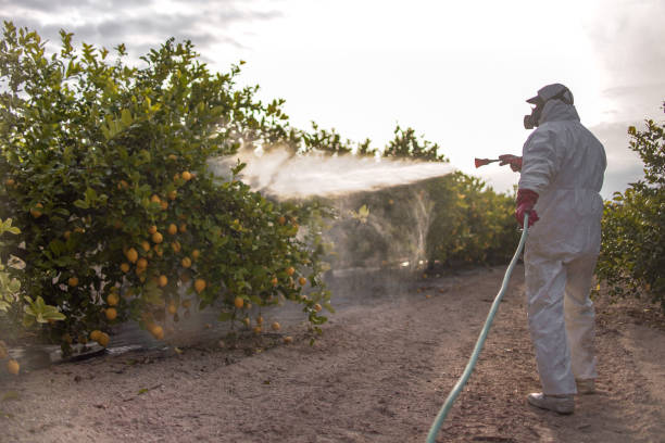 Best Emergency Pest Control  in Pagould, AR