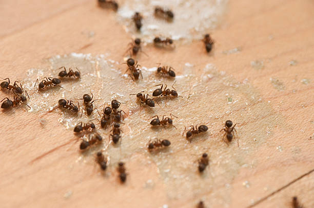 Best Wasp Removal Services  in Pagould, AR